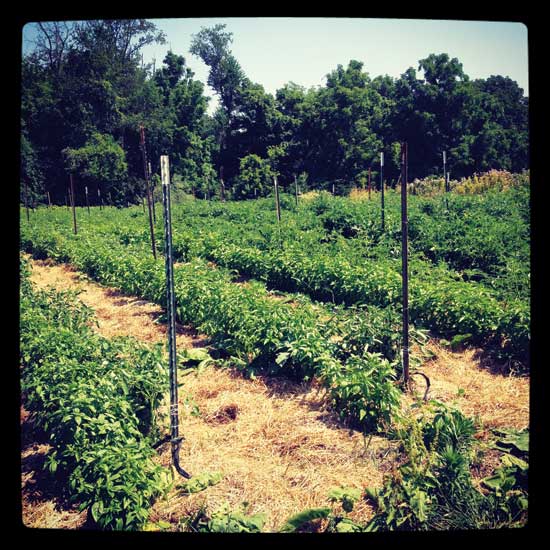 Pepper plants prepare to set fruit in summer.